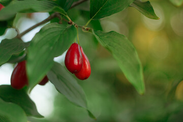 Cornus fruit. Ripe dogwood berries are hanging on a branch of dogwood tree in a garden on a blurred background on a sunny day. Cornelian Cherry Dogwood. Closeup, Selective focus