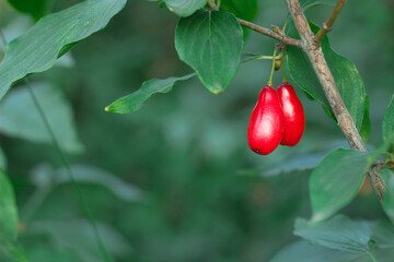 ripe Cornus fruit. Red dogwood berries on a fruit tree in the organic garden on a blurred background. Rich fruit harvest, Closeup, Selective soft focus