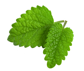 Fresh lemon balm leaves isolated on white background.