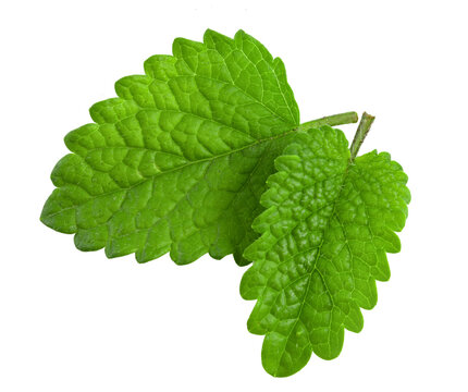 Fresh lemon balm leaves isolated on white background.