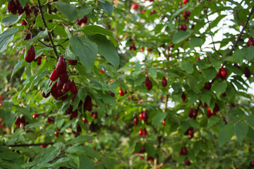 A lot of Cornus fruit, Branch of Cornus mas with leaves (cornel, Cornelian cherry),  ripe dogwood berries on a blurred background of greenery. Selective focus