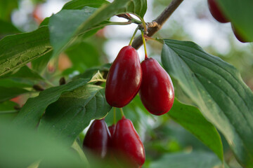 Cornus fruit, Branch of Cornus mas with leaves (cornel, Cornelian cherry),  ripe dogwood berries are hanging on a branch of fruit tree on a blurred background of greenery. Close up