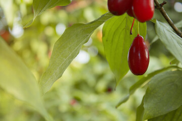 Branch of Cornus mas with leaves (cornel, Cornelian cherry, European cornel, Cornelian cherry dogwood) on a fruit tree on a sunny day. Rich harvest, Copy space