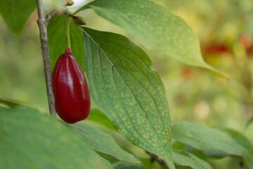 Cornus fruit, Cornus mas (cornel, Cornelian cherry, European cornel, Cornelian cherry dogwood), Red ripe dogwood berries in the summer garden on a fruit tree