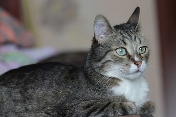 cute Ukrainian cat Rosya