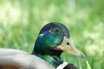 Detail of solo male duck sitting on green grass and looking into the camera. Green head of mallard duck in natural habitat. High quality photo