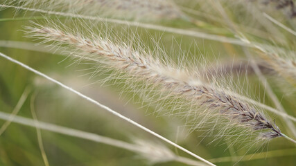 natureza planta folha
