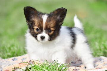Papillon toy puppy stands sideways on a green background