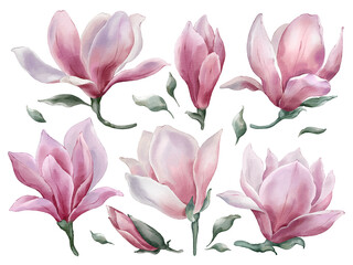 Fototapeta na wymiar Magnolia flowers with leaves in watercolor style isolated on white background. Hand-drawn watercolor floral illustration on transparent background be used on a variety of surfaces, wallpaper, textiles