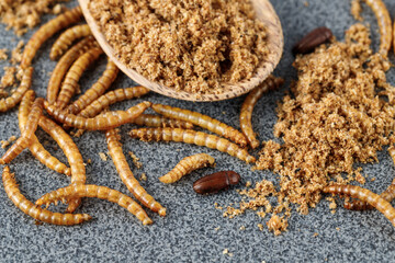 Meal worms, larvae of Tenebrio molitor and beetle closeup on granite table.