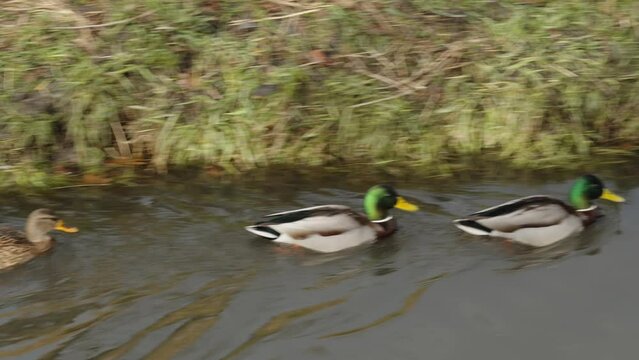 wild ducks in the river