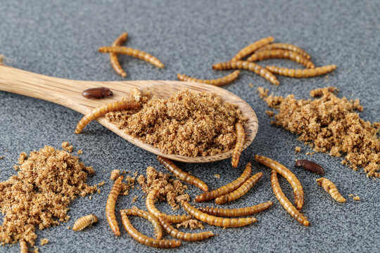 Powder of edible mealworms in wooden spoon on grey granite table.