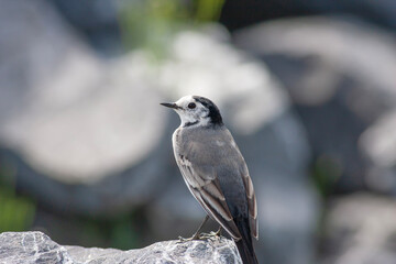 little bird watching on the ground, White Wagtail, Motacilla alba