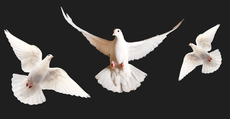 white doves in flight isolated on white background