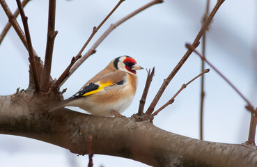 tiny songbird that feeds on thorns, Goldfinch, Carduelis carduelis