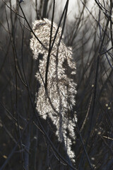 filigranes im biotop