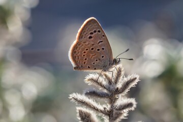 butterfly on leaf