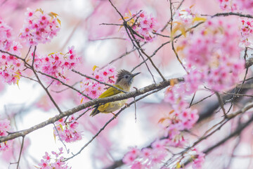 A little bird on Wild Himalayan Cherry Flowers (Sour  cherry)