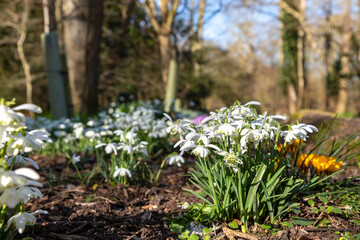 Yellow and purple crocus, surrounded by a sea of snowdrops, in a rural English woodland.