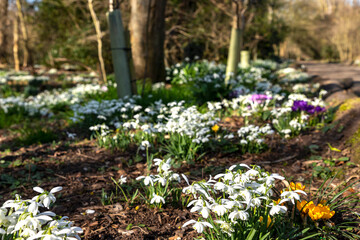 Yellow and purple crocus, surrounded by a sea of snowdrops, in a rural English woodland.