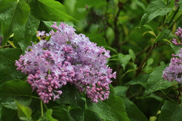 Fototapeta na wymiar Plants in the rain. Lilac