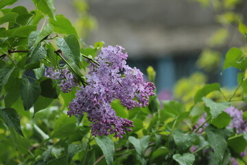 Plants in the rain. Lilac