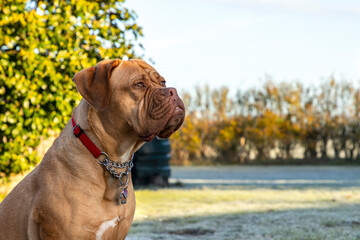A portrait shot of Mabel, a three-year old Dogue de Bordeaux (French Mastiff), as she sits outside on a bright and frosty morning in an English garden.