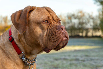 A portrait shot of Mabel, a three-year old Dogue de Bordeaux (French Mastiff), as she sits outside on a bright and frosty morning in an English garden.