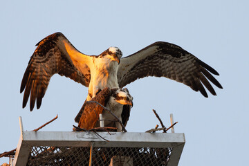 Two ospreys (Pandion haliaetus) that appear to be breeding / mating / engaging in sexual...