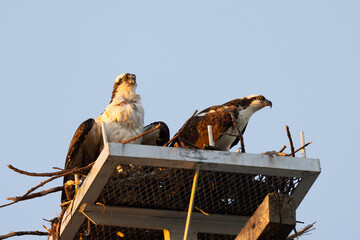 Two ospreys (Pandion haliaetus) together on a nest platform over Sarasota Bay, Florida