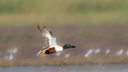 The northern shoveler (Spatula clypeata) male 