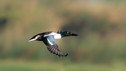 The northern shoveler (Spatula clypeata) male 