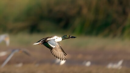 The northern shoveler (Spatula clypeata) male 
