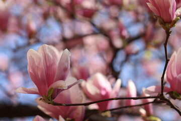 fiori rosa di magnolia
