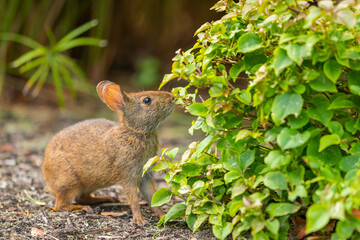 Little rabbit eating leaves from plant in nature.