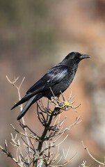 blackbird on a branch