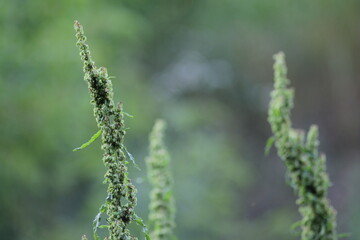 plant, leaf, nature, leaves, garden, food, summer, spring, fresh, vegetable, herb, tree, grass, foliage, agriculture, green, growth, plants, color, day, closeup, macro, grow