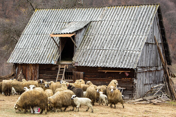 Farm in Romania