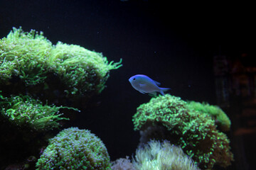 Coral Reef, Damsel Fish, soft and hard corals in aquarium