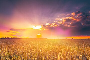 Dramatic Sky Before Rain Above Wheat Field. Yellow Barley Field In Summer Rural Agricultural Landscape. Sun Shining Through Clouds In Sunset Sunrise. Scenic View Bright Sunbeams.