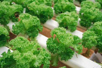 vegetable lettuce in a greenhouse farm