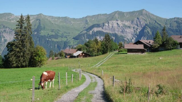 Cow grazing and alpine meadows, Axalp, Switzerland