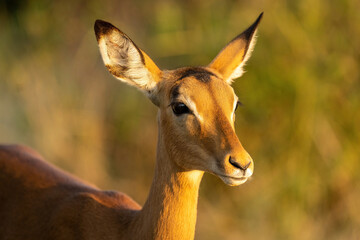 Close-up of female impala in golden light