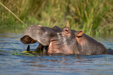 Fototapeta na wymiar Close-up of hippo eating grass in river