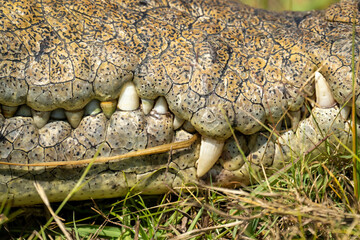 Close-up of Nile crocodile teeth in sunshine