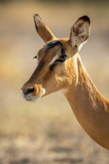 Close-up of female impala neck and head