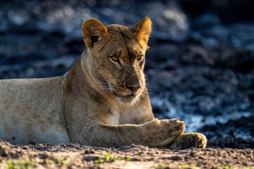 Fototapeta premium Close-up of lioness lying on muddy ground