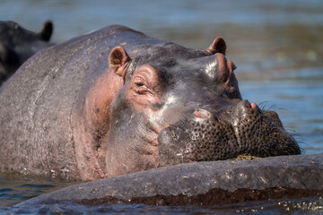 Close-up of hippo resting head on another