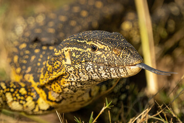 Close-up of Nile monitor flicking out tongue
