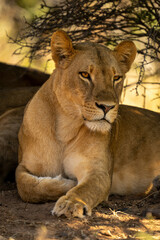 Close-up of lioness folding paw under bush